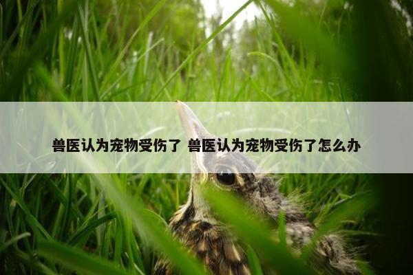 兽医认为宠物受伤了 兽医认为宠物受伤了怎么办